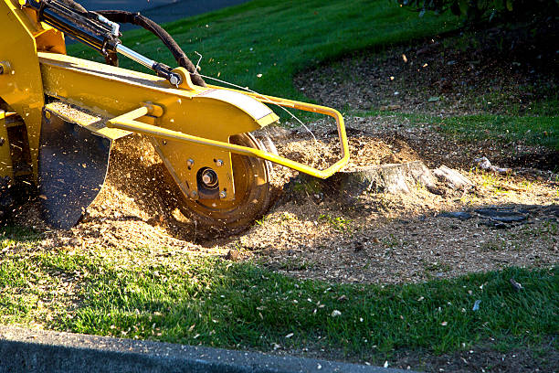 How Our Tree Care Process Works  in Granville, WV